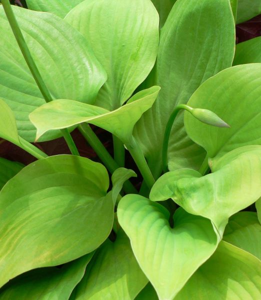 Hosta 'Sum and Substance'